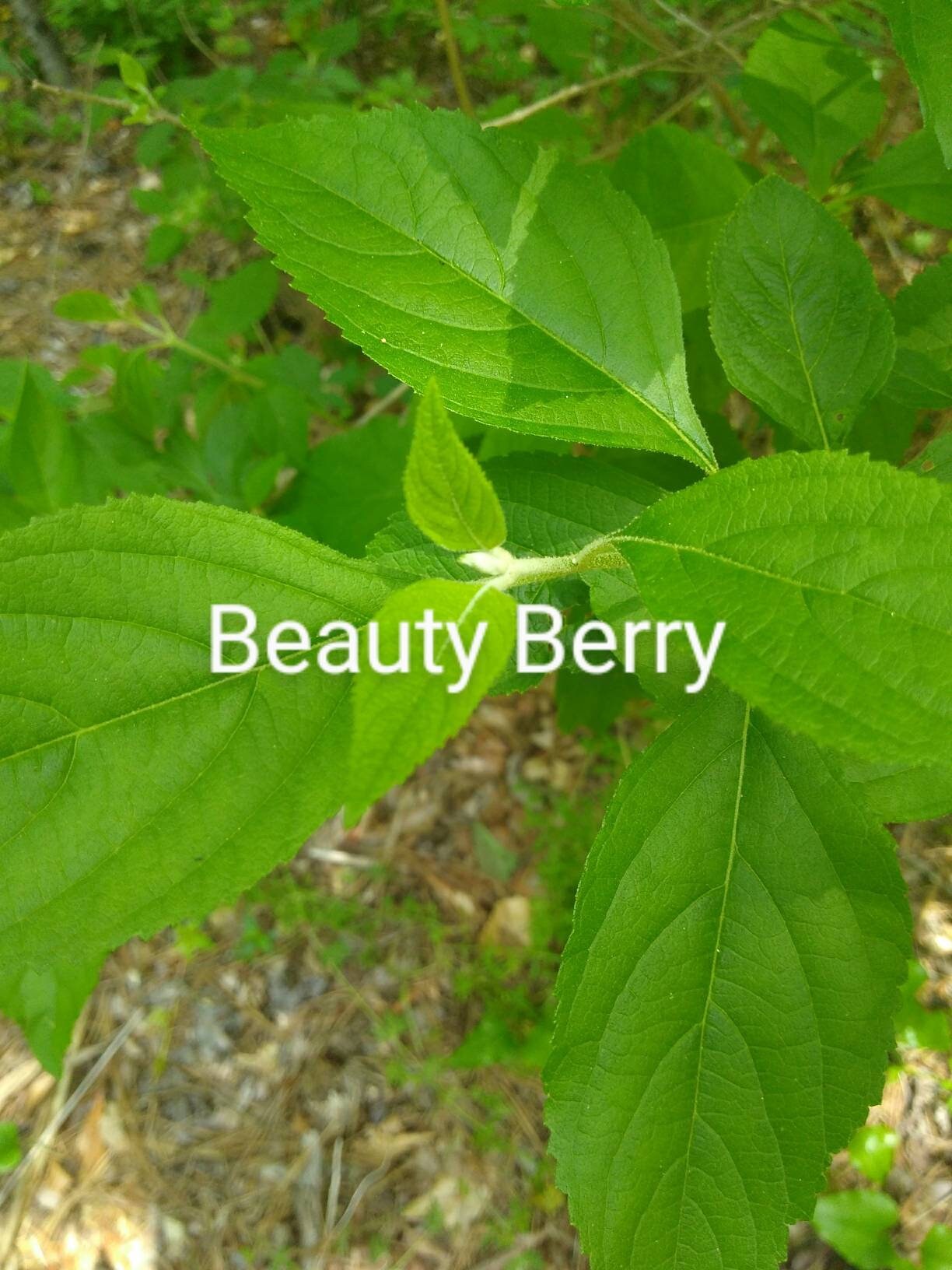 Herbal Insect Repellent Salve with Beauty Berry for Hikers & Outdoorsmen - Naturally Repels Mosquitos, Ticks and other Biting Bugs