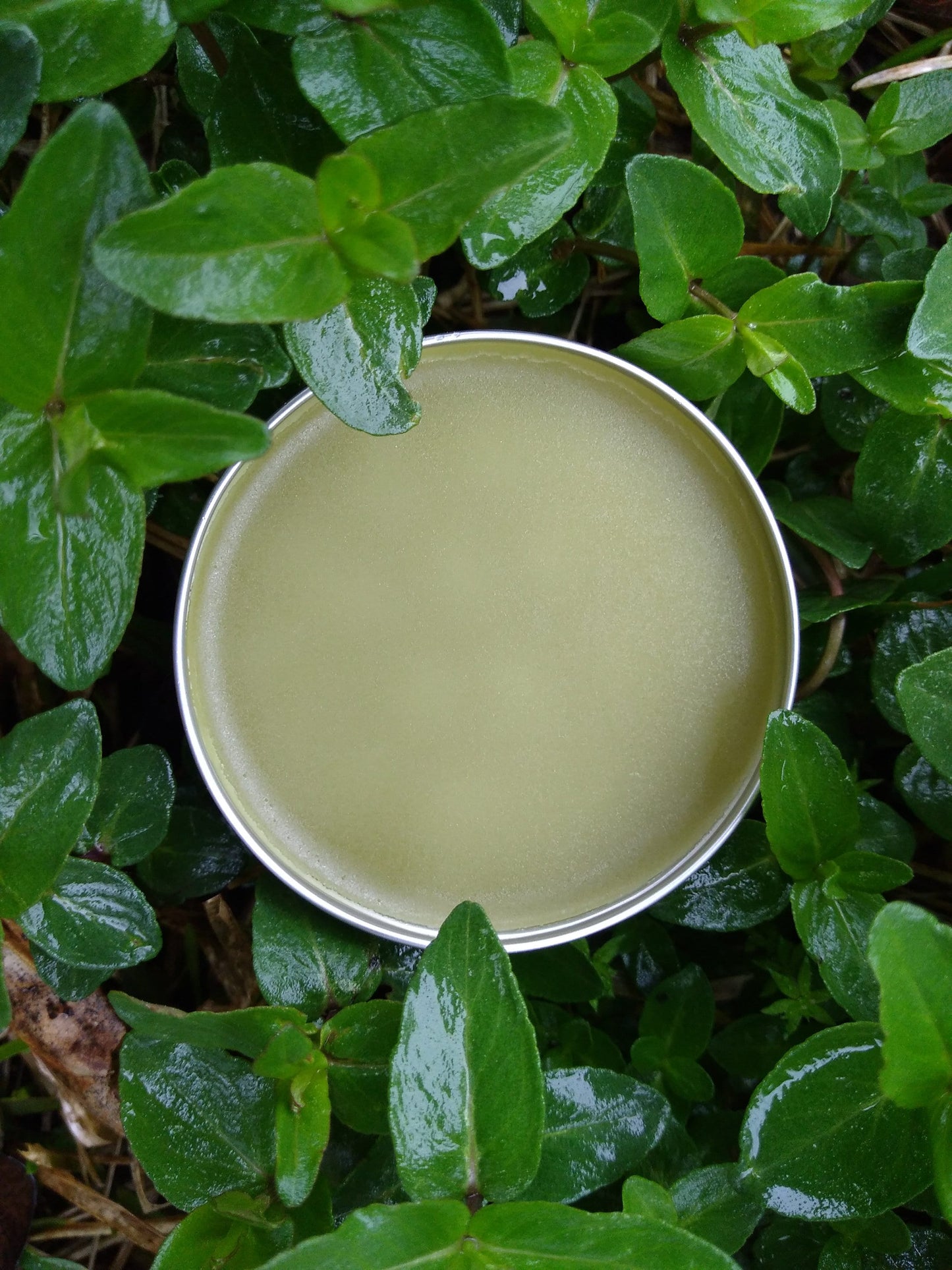 pale green salve in a silver tin set on a patch of low growing mountain mint