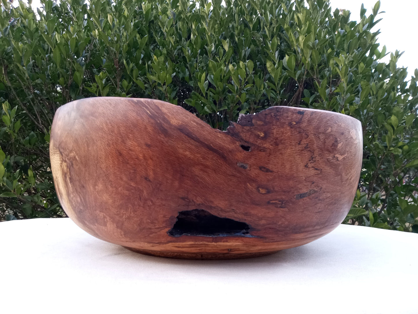 Giant Red Oak Wood Burl Bowl: 19" Rustic Sculpture