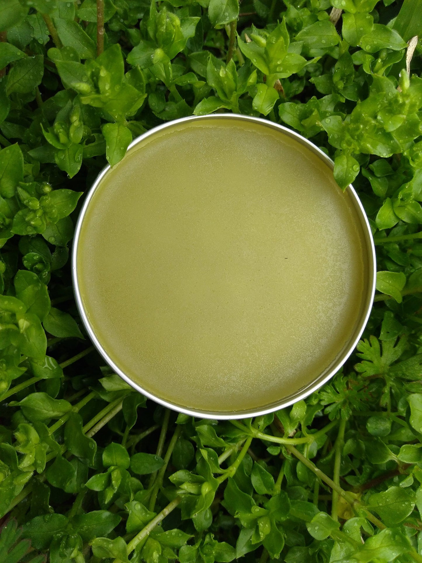 a tin of pale green salve set on a bed of chickweed herb
