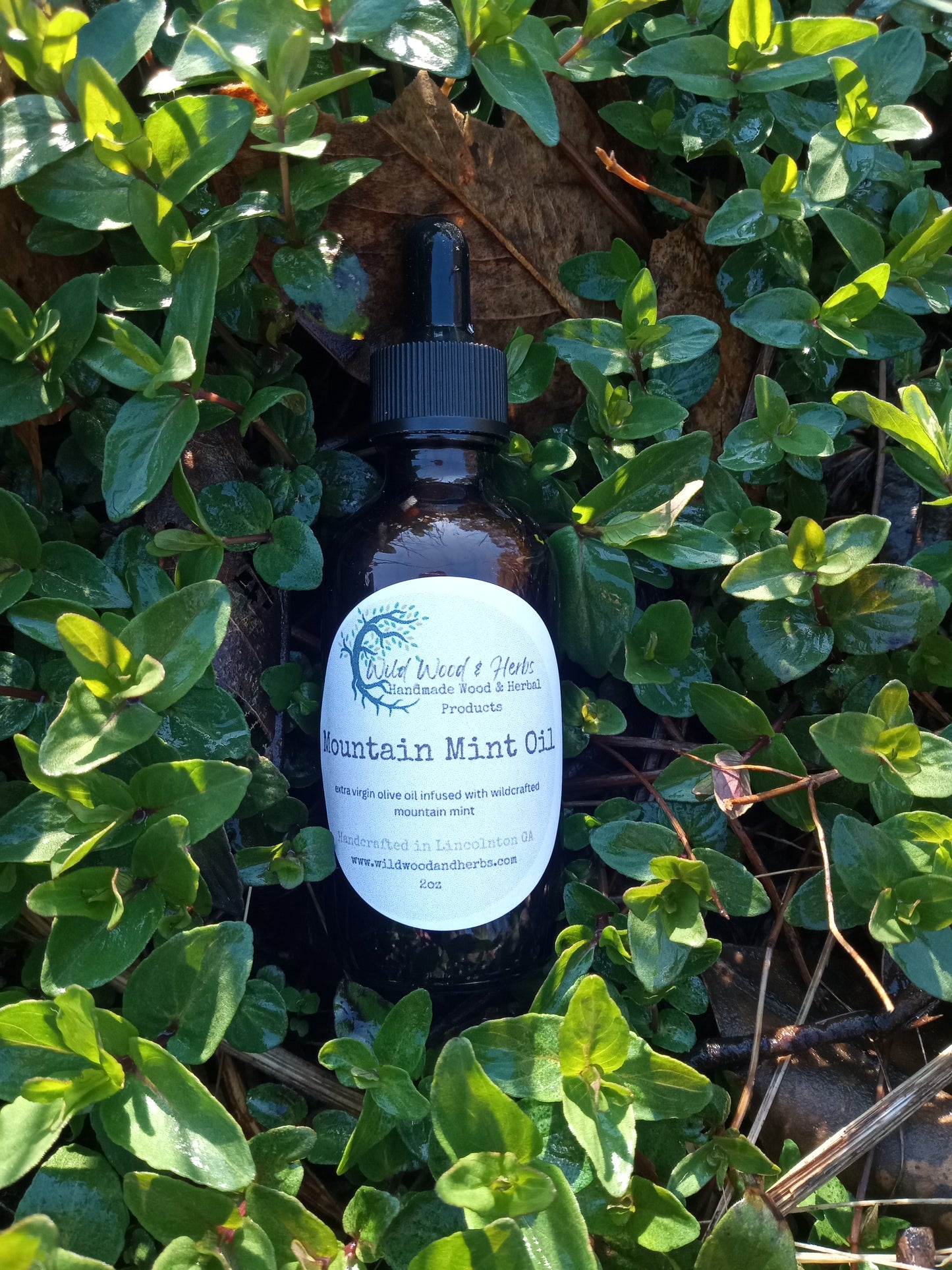 Wildcrafted Mountain Mint Infused Olive Oil: Fragrant Herbal Carrier Oil (2oz)