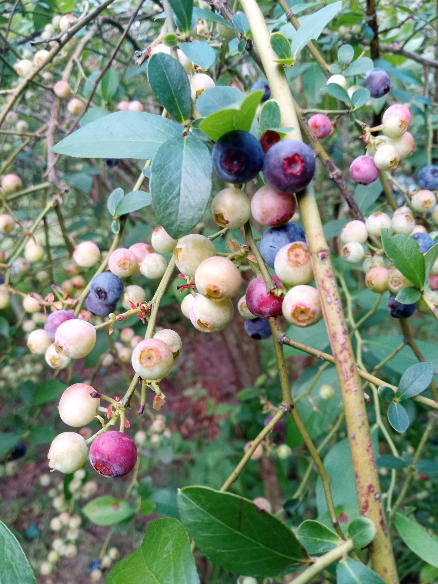 Vitamin B-Complex Organic Herbal Tea Blend - Hormone Tea with Oatstraw, Licorice Root, Ginger, Blueberries, Apple Mint & Lemongrass