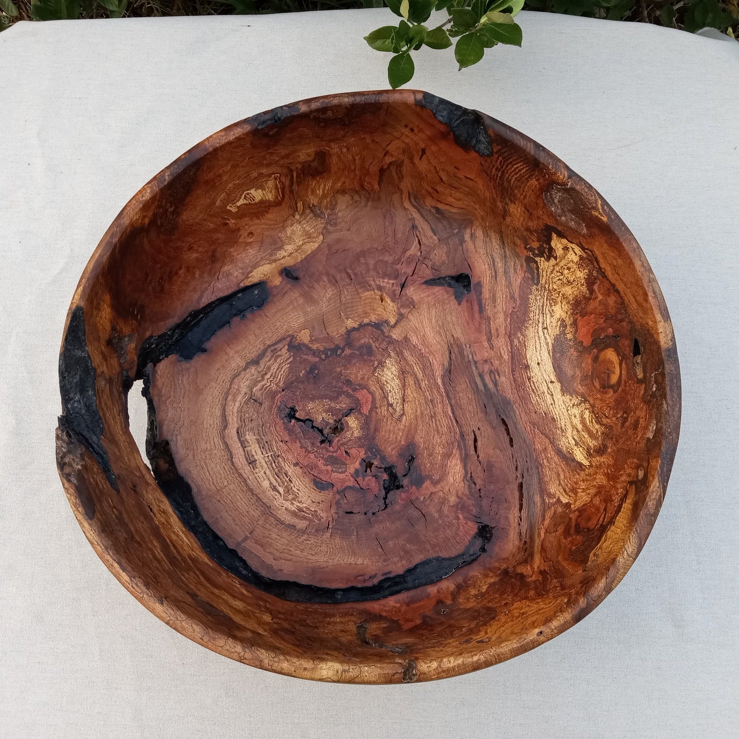 Giant Red Oak Wood Burl Bowl: 19" Rustic Sculpture