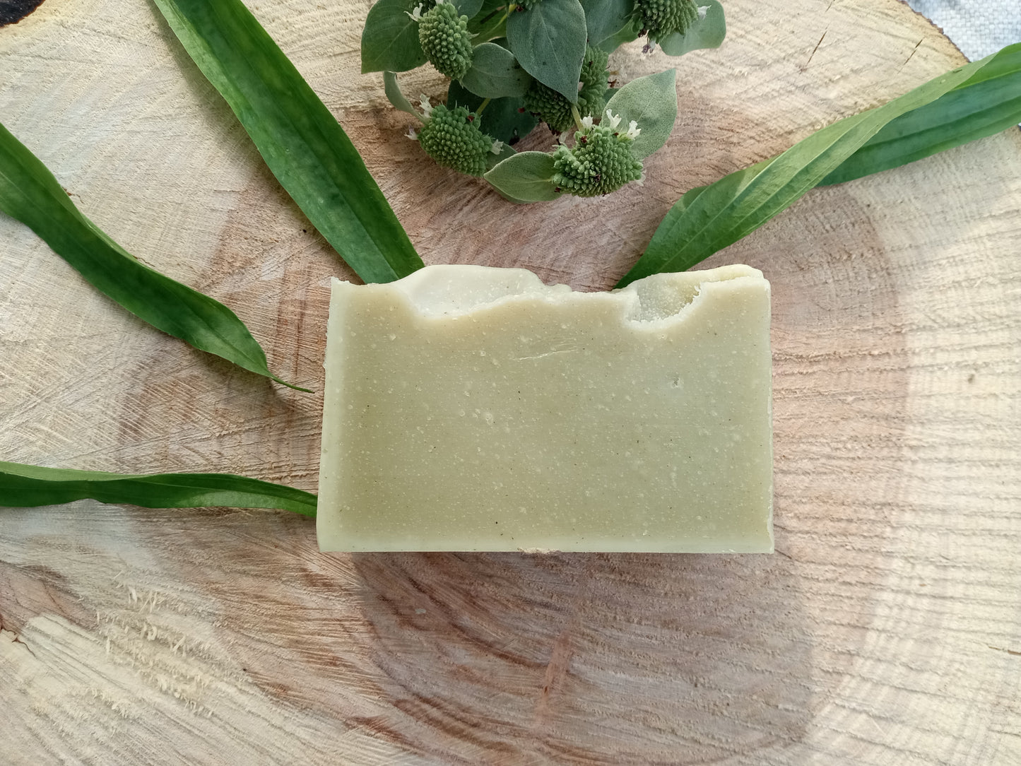 Sea Spray - Plantain Leaf Soap for Sensitive Skin Handmade with Moisturizing Tallow & Olive Oil and Scented with Lemongrass Essential Oil - Herbal Soap