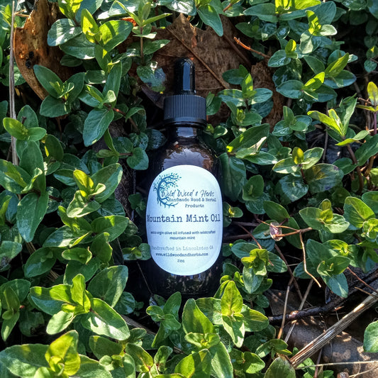 Wildcrafted Mountain Mint Infused into Olive Oil - Fragrant Herbal Carrier Oil for DIY Perfume Making or Soapmaking - 2oz Fresh Herbal Oil